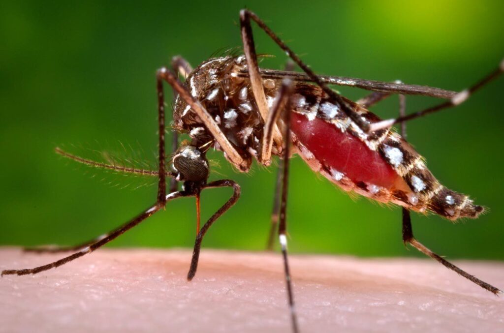 PAHO urges Caribbean to prepare for dengue, chikungunya rise