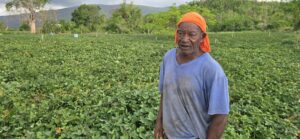 St Elizabeth farmers plough on despite ‘slow pace of assistance’