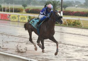 Talpit Raced Consistent Tapit Good secures 4th career win - Jamaica Observer