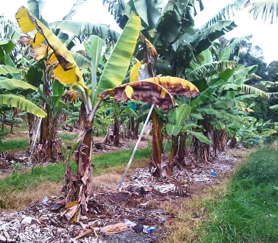 Banana farmers step up mitigation efforts against TR4 threat