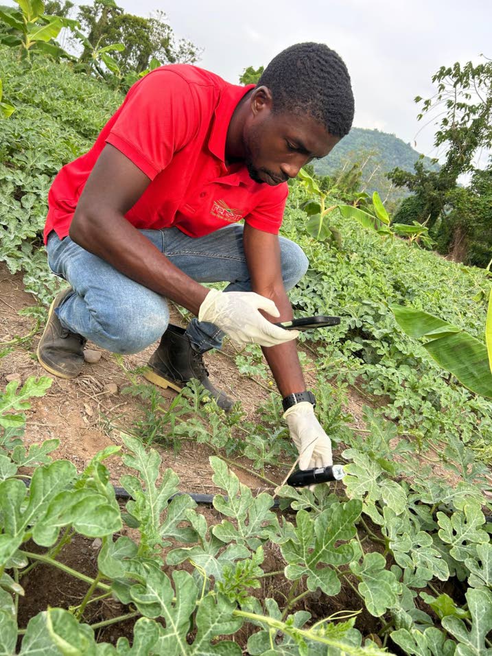 Technical agronomist Branatic Neufville advancing Jamaica’s crop productivity
