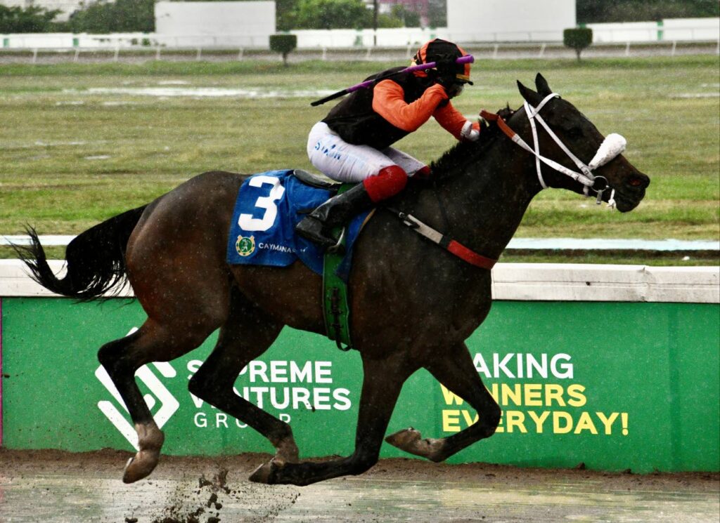 Money Market hits jackpot in Gregory Park Sprint Trophy