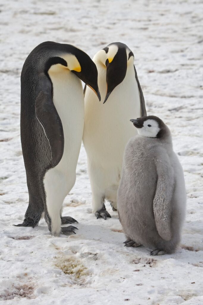 Emperor penguins listed as endangered species — IUCN