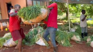 Scallion burden eased