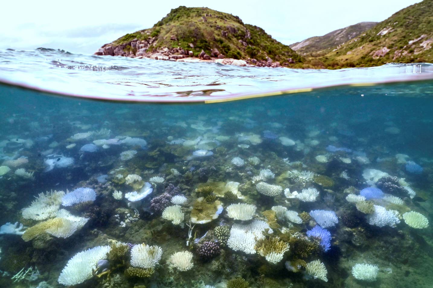 Coral scientists fear bleaching El Nino could bring devastation