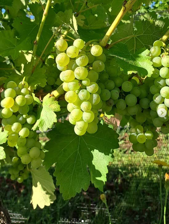 Córdoba’s Sauvignon Blanc Moment