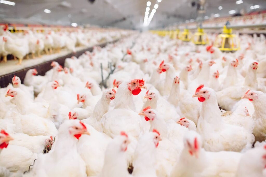 Local vs Imported Chicken: Is ‘Cheaper’ Really Cheaper?