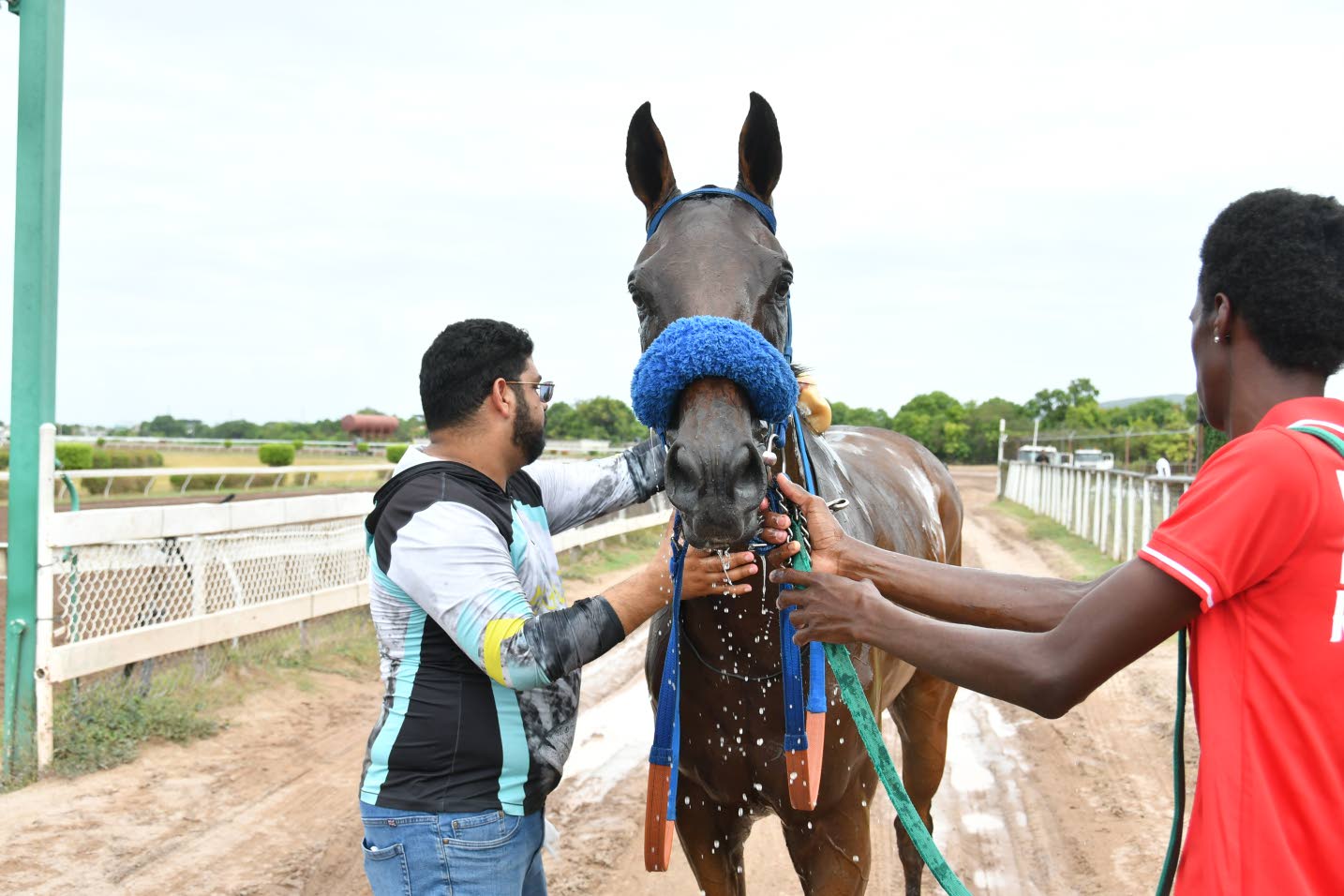 Never Despair makes triumphant return after 16-month layoff - Jamaica ...