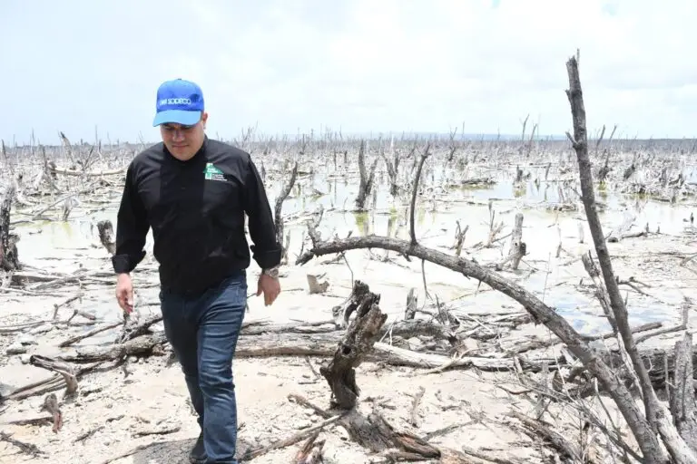 Image source - https://www.jamaicaobserver.com/2026/06/15/real-mangrove-threat/