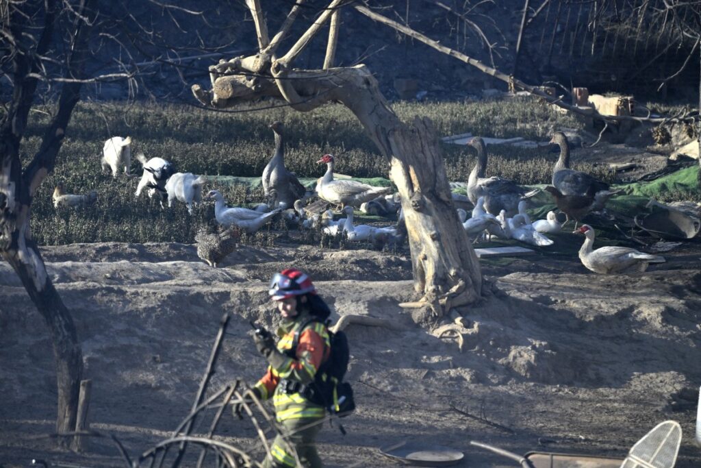 Wildfires force nearly 260,000 to flee in France and Spain
