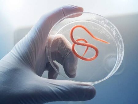 Cayman Islands confirms imported case of cyclosporiasis amid US outbreak