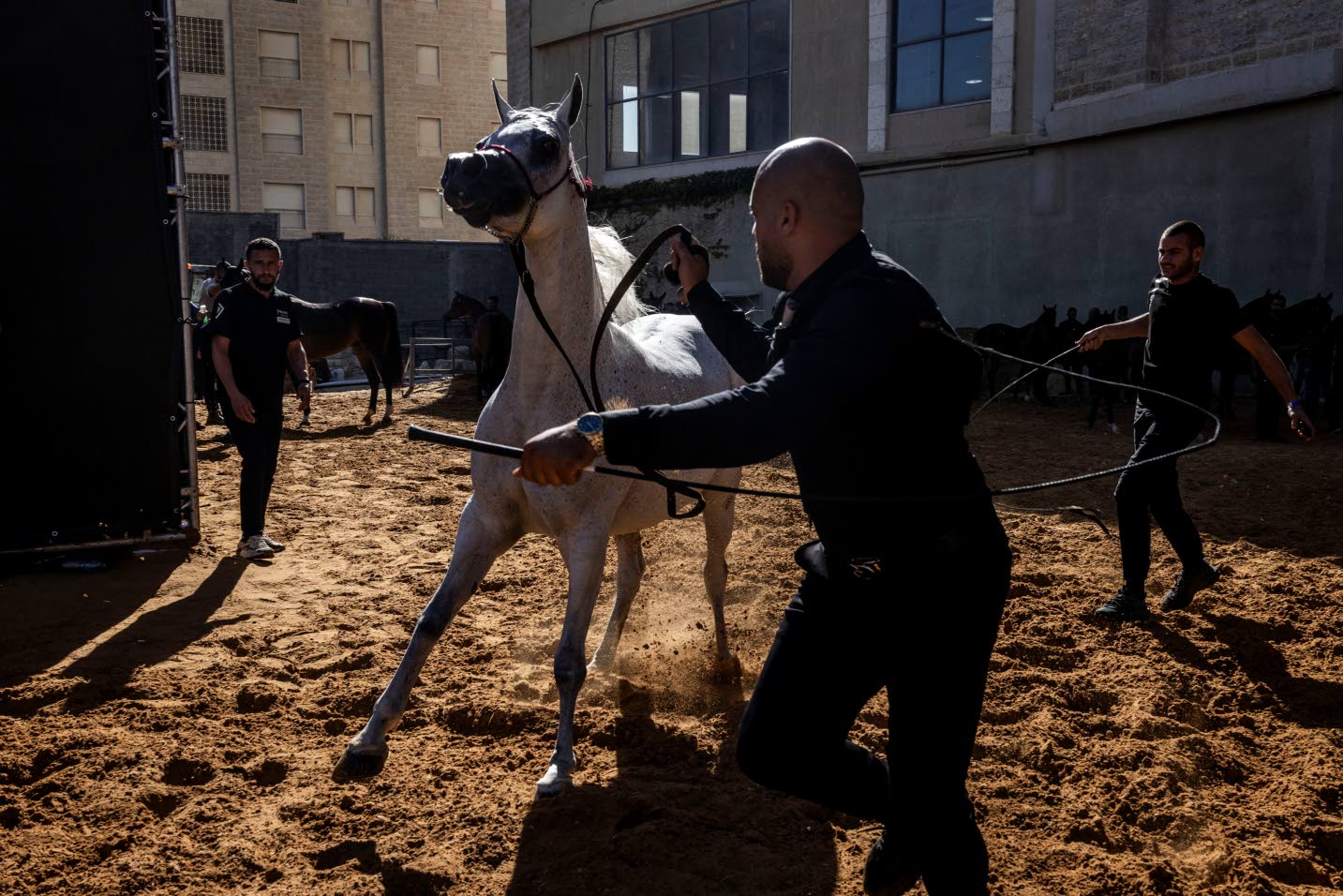 In our blood': Palestinians keep horse culture alive against all odds - Jamaica Observer