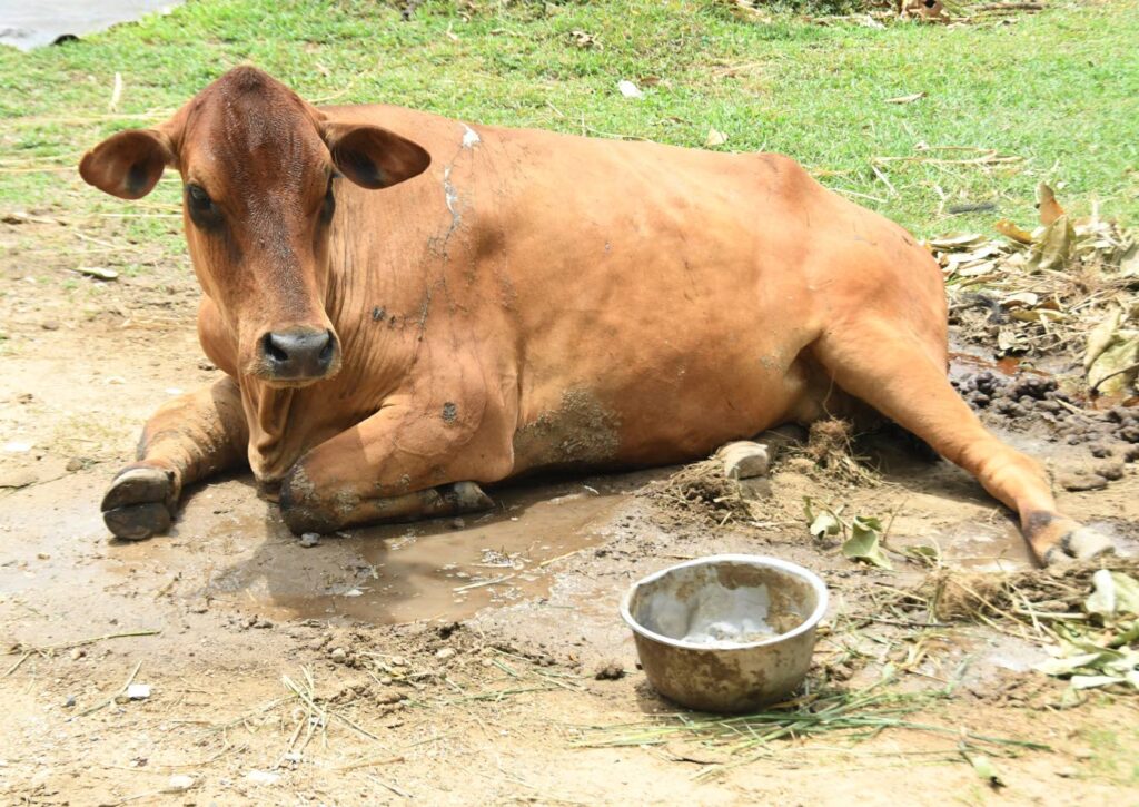 No more moos