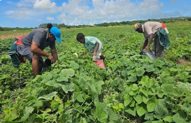 Barbados seeking to develop insurance policy for farmers