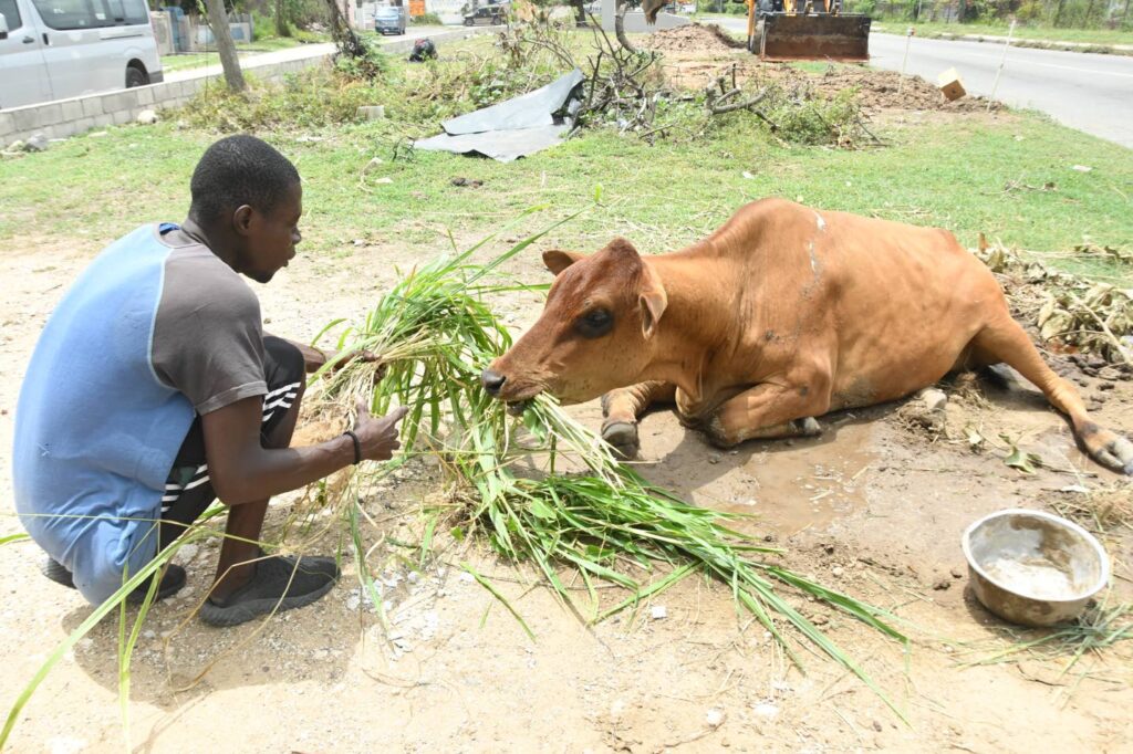 Saving Moo Moo