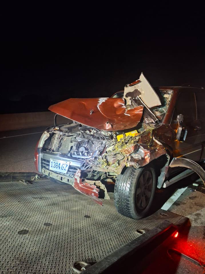 Stray animal highway horror