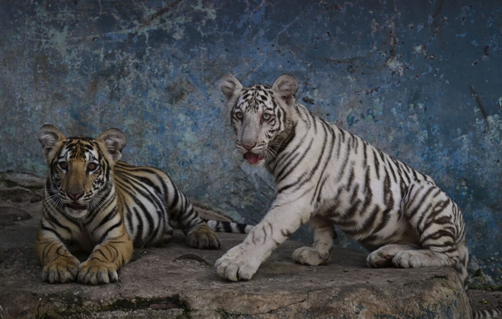 A Cuban zoo, and its animals, in epic battle for survival