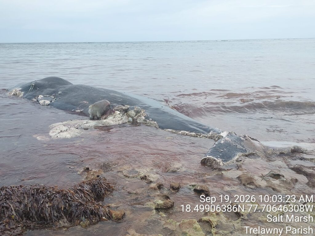 NEPA urges caution as sharks feed on whale carcass in Salt Marsh