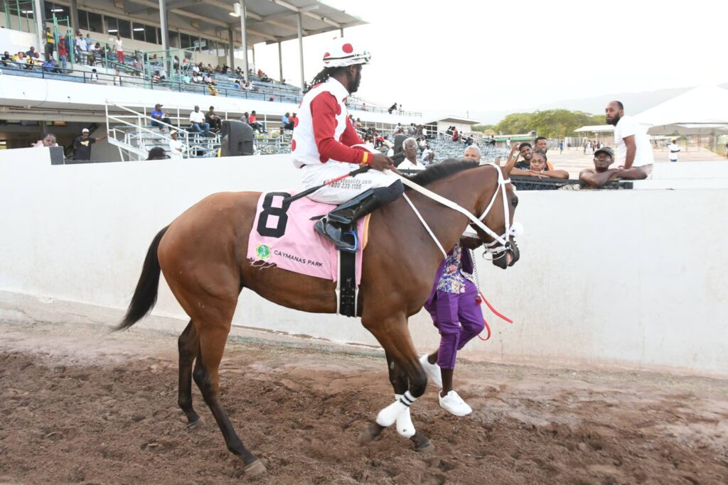 Maverick seeks redemption in Louis Hitchins Cup