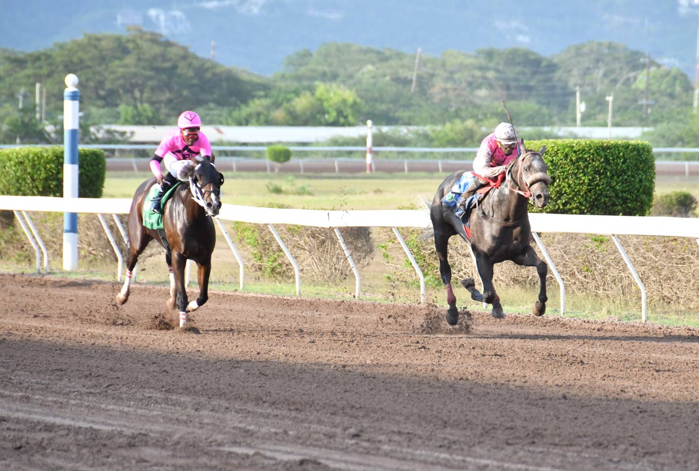 Allen Ruddy The Prince’s Spur to atone in Typewriter Trophy - Jamaica Observer
