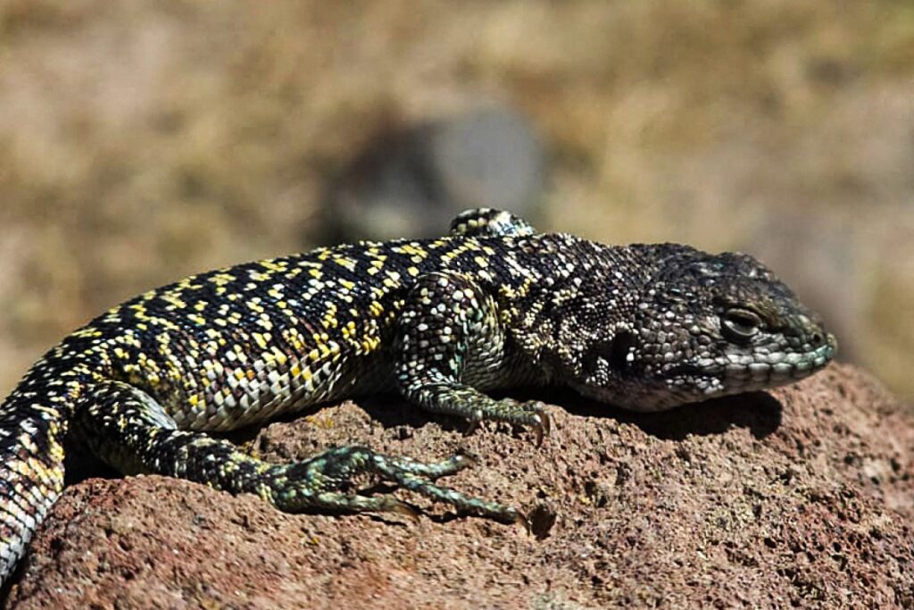 New lizard species discovered in Peru