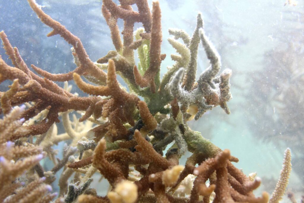 Nearly all coral reefs risk collapse in 50 years, IUCN warns