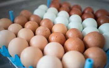 Bahamas gov’t looking to cut egg imports