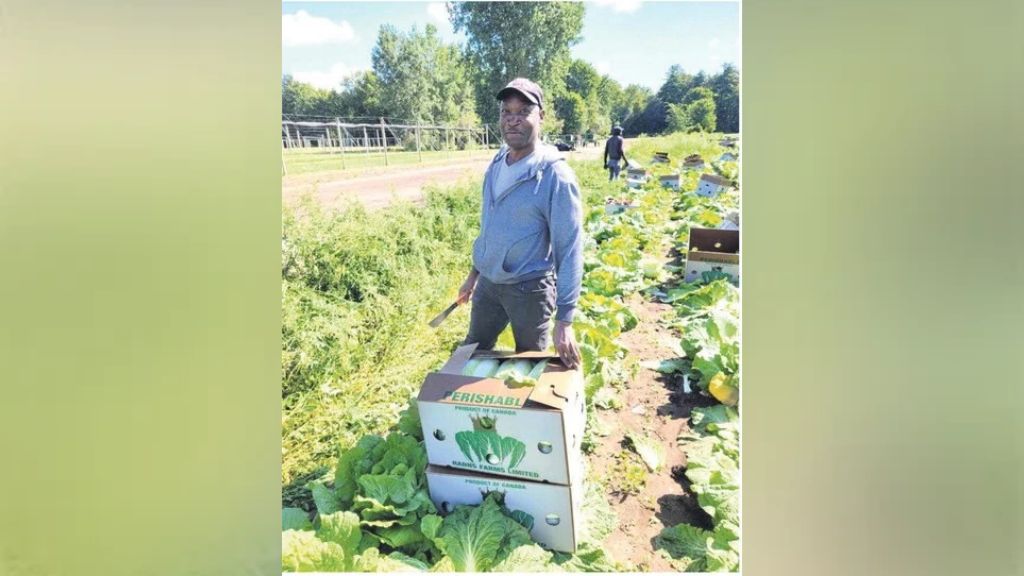JN Money bridges the financial gap for Canadian farm workers